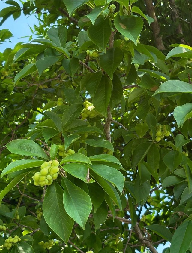 IMG_20250709_170108.jpg