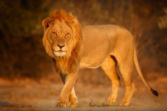 african-lion-portrait-warm-light.jpg
