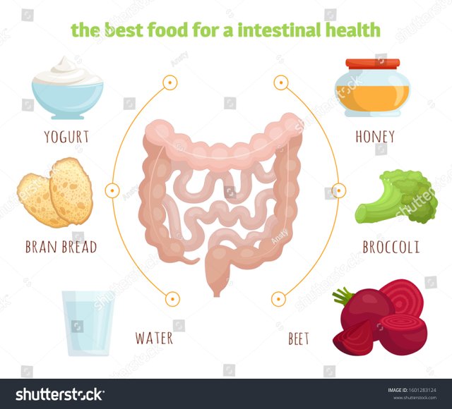 stock-vector-the-best-food-for-a-healthy-intestines-vector-infographic-isolated-on-white-background-foods-that-1601283124.jpg