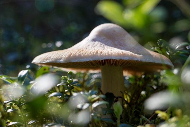 cortinarius-mushroom-P7LZL4X.jpg