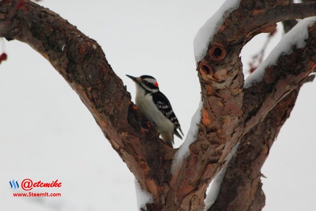 PFW0120.JPG Downy Woodpecker