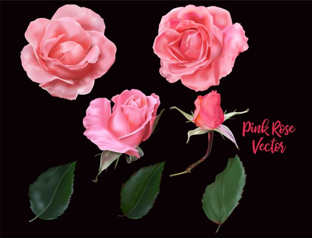 Rose pink color vector.jpg