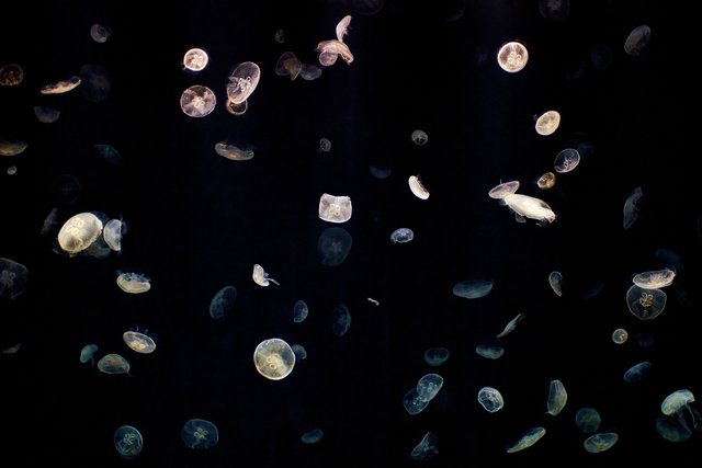 jellyfish-5592324_1280.jpg