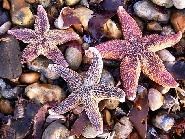 starfish-1377326.jpg