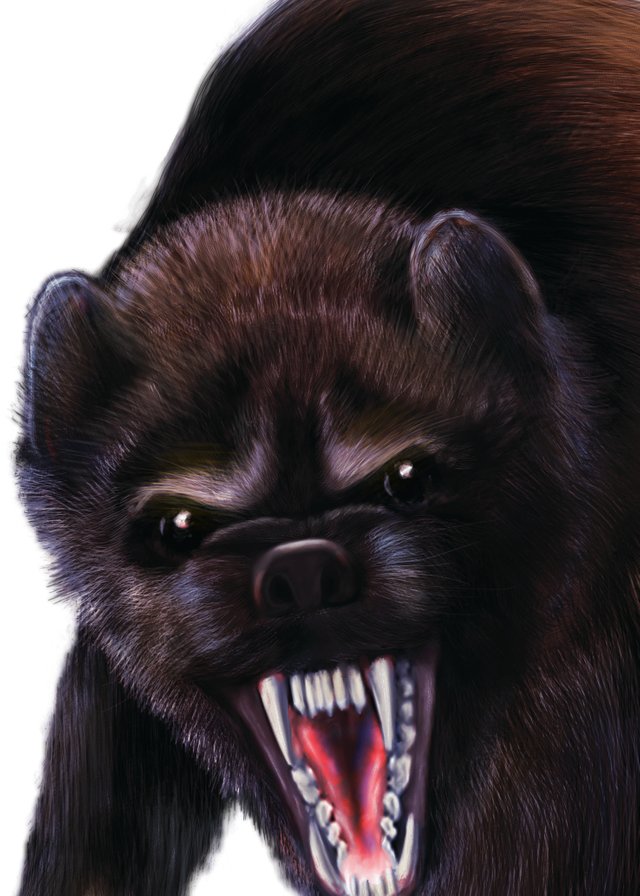 Wolverine_web_02_close-up.jpg