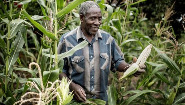 MAIZE-SEEDS-FARM-FARMER.jpg