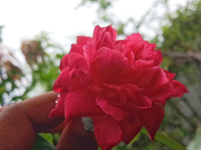 IMG_20250917_192455.jpg