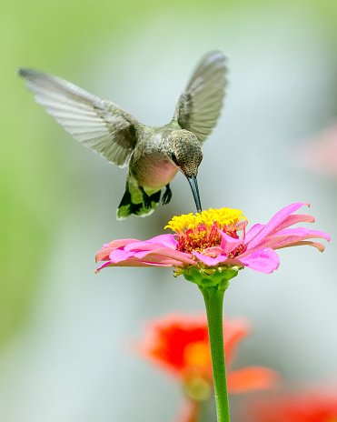 closeup-of-hummingbird-above-a-flowers.jpg