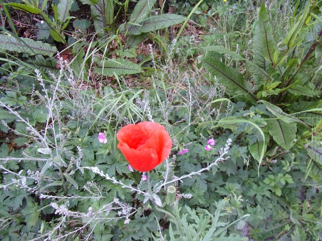 100_2686.JPG