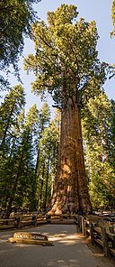 128px-General_Sherman_Tree_2013.jpg