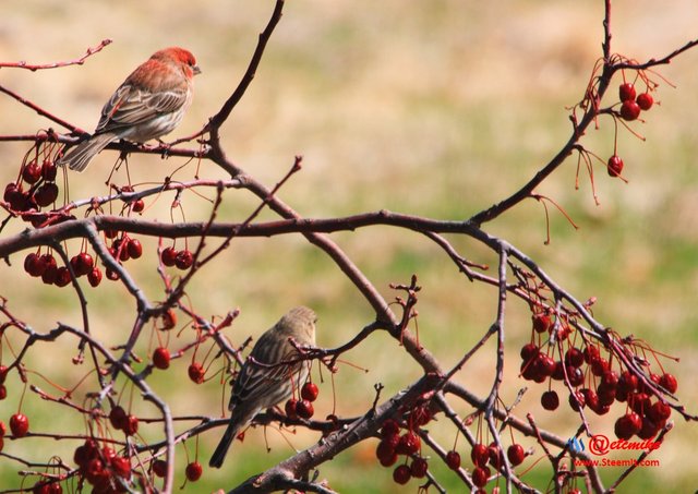 House Finch IMG_0135.JPG