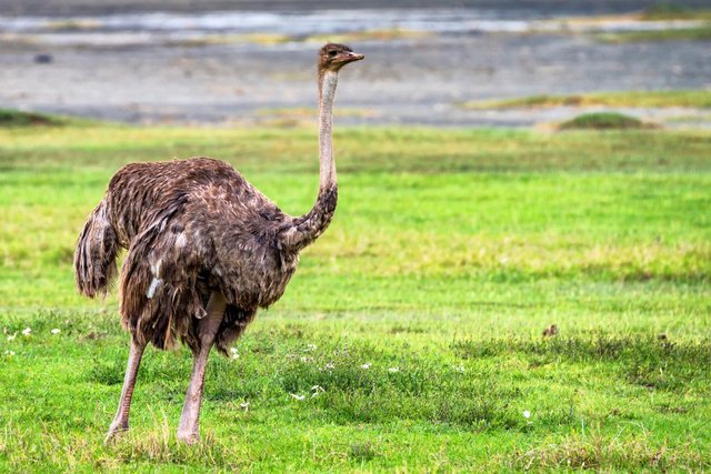 African-Ostrich.jpg