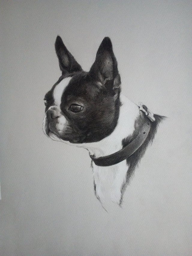  Boston Terrier Drawing Tutorial Drawing Tutorial Easy