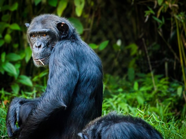chimpanzee-1545010_960_720.jpg