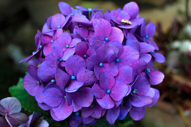 bundled purple flowers.jpg