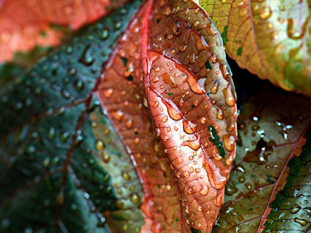 copper-leaves-7499230_1280.jpg