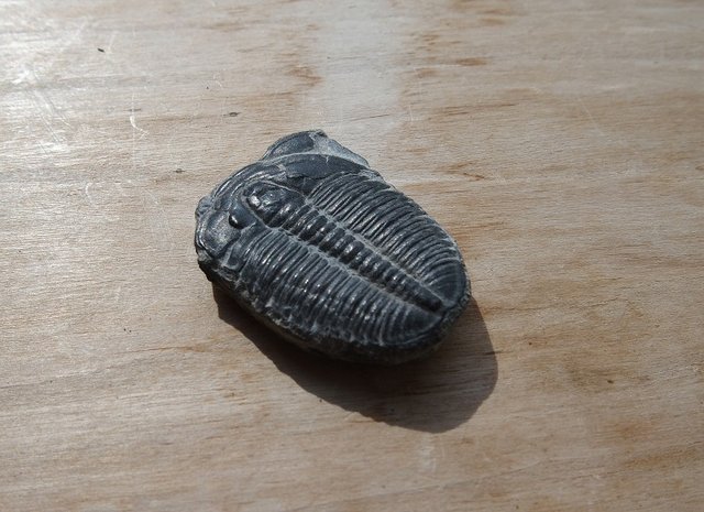 Trilobite_edited.jpg