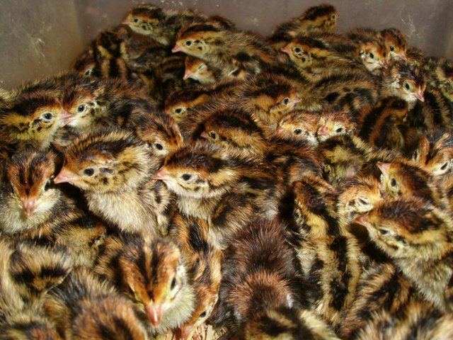 week-old-quail.jpg