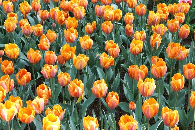 tulips-181920_960_720.jpg