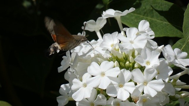 hummingbird-hawk-moth-3585563_640.jpg