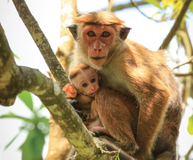 A toque macaque with her baby.jpg