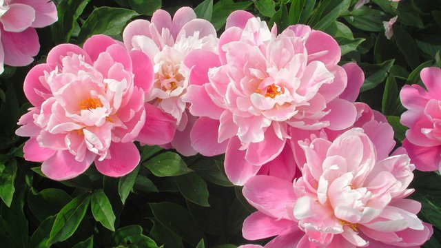free-very-beautiful-flowers-wallpapers-hd-images-widescreen-nice-afari-of-smartphone.jpg