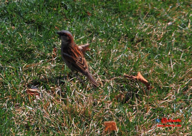 House Sparrow IMG_0085.JPG