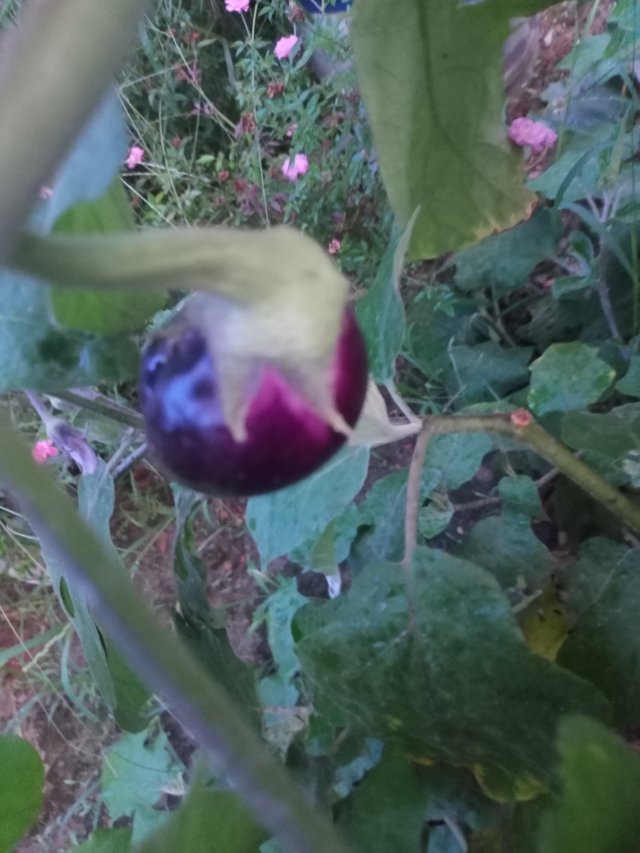 IMG20240904182041.jpg