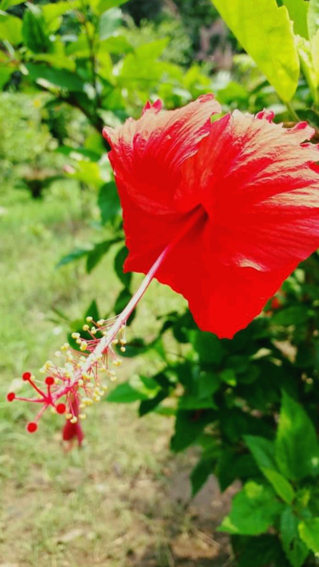 Hawaiian Hibiscus Flower.jpg