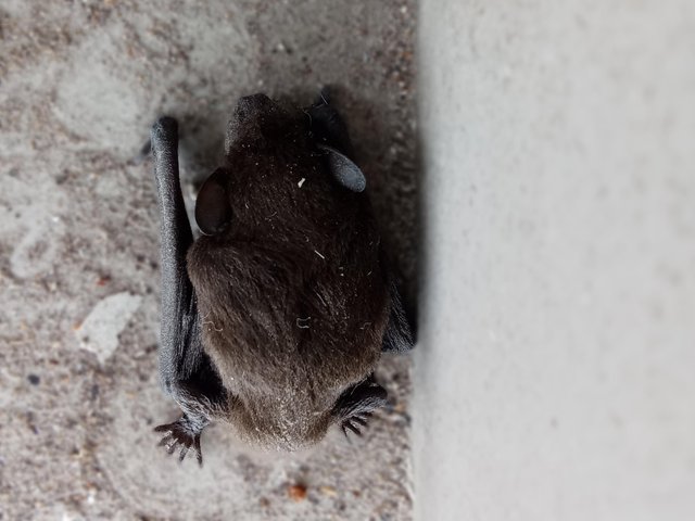 bat close.JPG