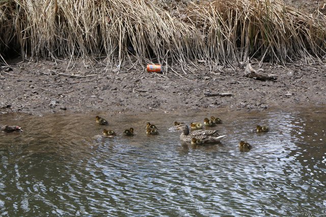 2E5A9188 Mother with Ducklings 4.jpg
