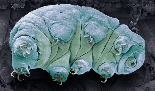 Tardigrade.png