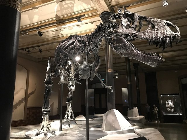 공룡화석.jpg