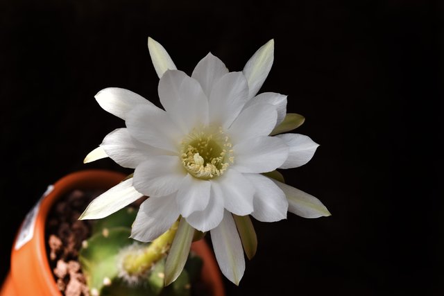 Echinopsis Subduenta flower 3.jpg