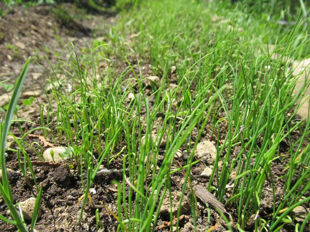 chives_closeup.jpg