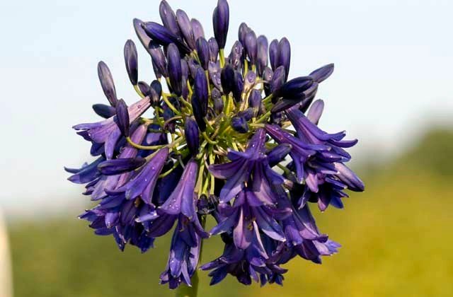 agapanthus Purple1.jpg