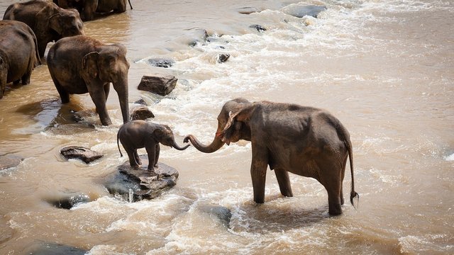 elephants-1900332_960_720.jpg