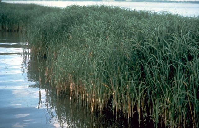 Spartina_alterniflora.jpg