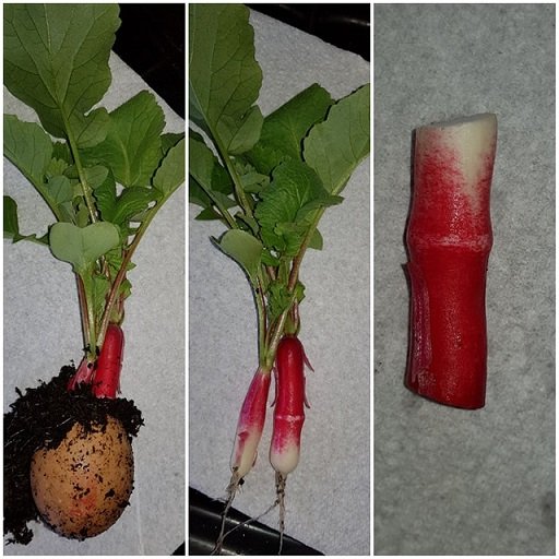 1st Radish.jpg