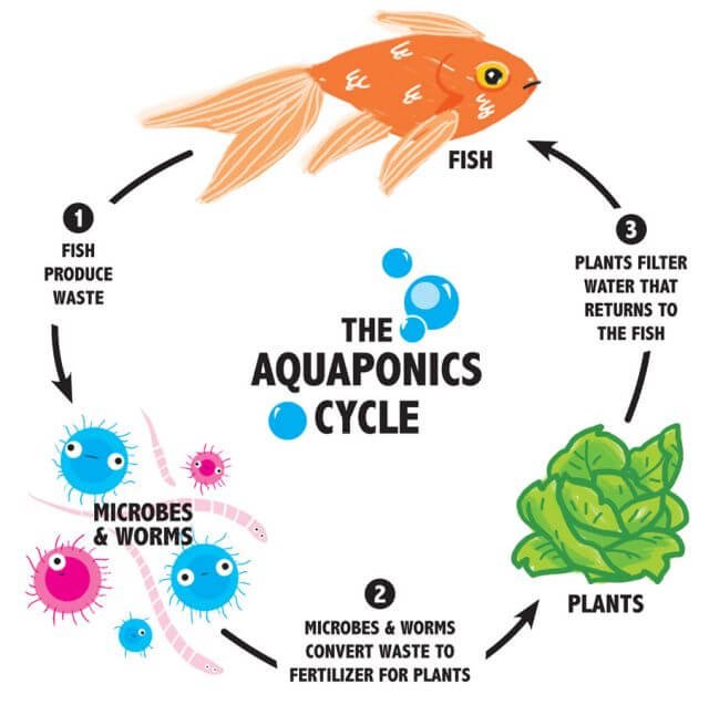 aquaponics.jpg