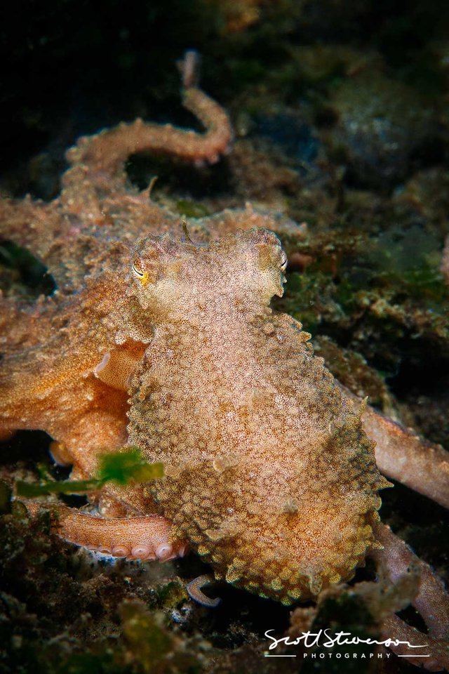Pacific Red Octopus-2.jpg