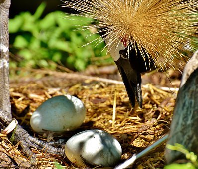 grey-crowned-crane-2756063__340.jpg