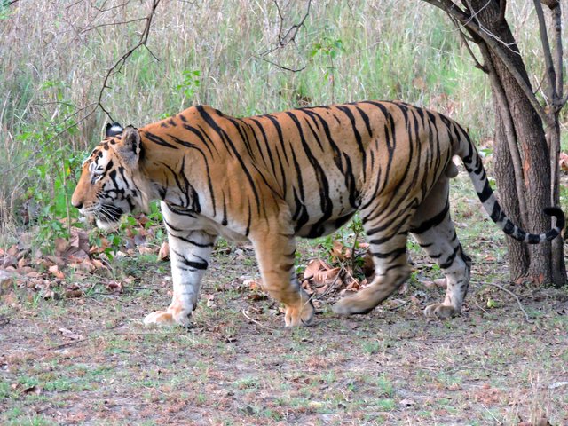 Adult_male_Royal_Bengal_tiger.jpg