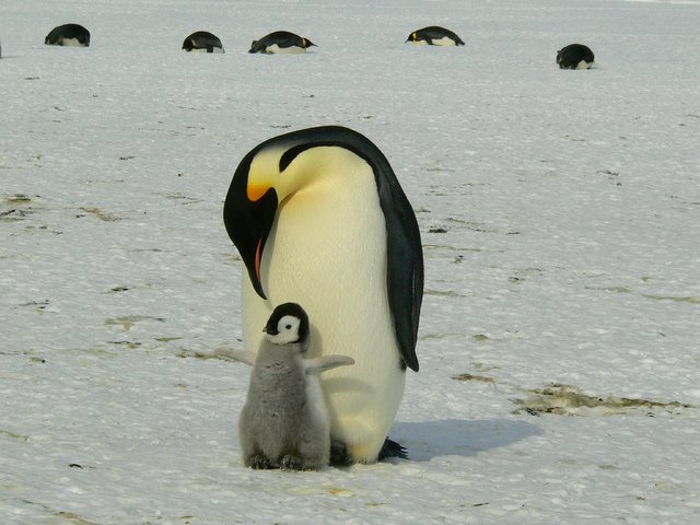 penguins-429134_1920.jpg