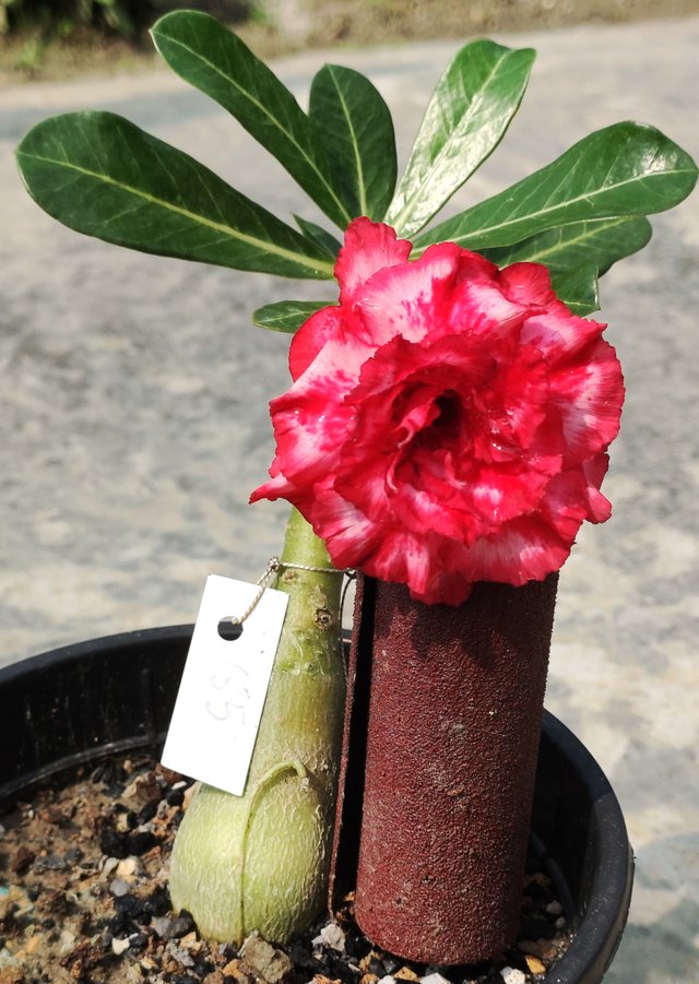 Adenium-185.jpg