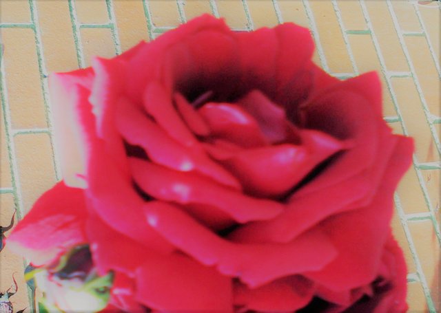 Flower Photography, Sunlight Wall  Rose Single, May 21 2017.jpg
