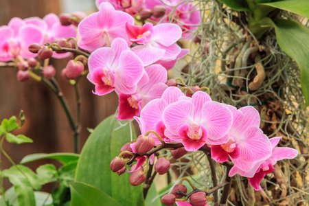 64426699-orchid-flowers-bloom-in-natural-world.jpg