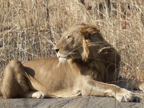 lions_from_north_of_cameroon_6_c_iris_kirsten-600x450.jpg