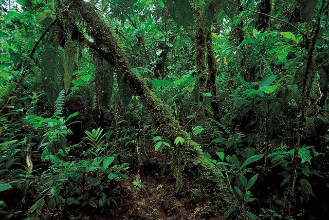 rainforest-coast-lowland-rainforests-Ecuador-tropics-evergreen.jpg