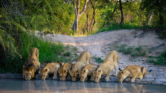 Best Time for Specific Events on Tanzania Safari.jpg